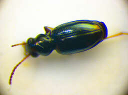 Image of Bembidion (Emphanes) azurescens Dalla Torre 1877