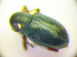 Image de <i>Pachnephorus pilosus</i>