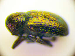 Image de <i>Pachnephorus pilosus</i>