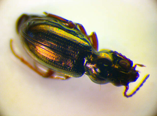 Bembidion (Metallina) properans (Stephens 1828) resmi