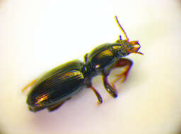 Plancia ëd <i>Dyschirius agnathus</i>