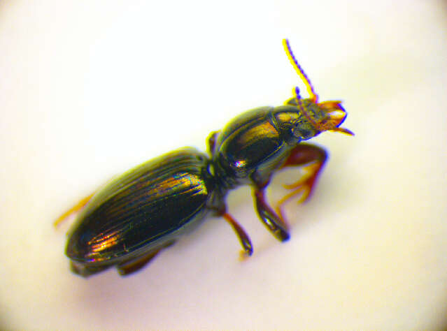 Image of <i>Dyschirius agnathus</i>