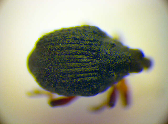 Image of <i>Neophytobius granatus</i>