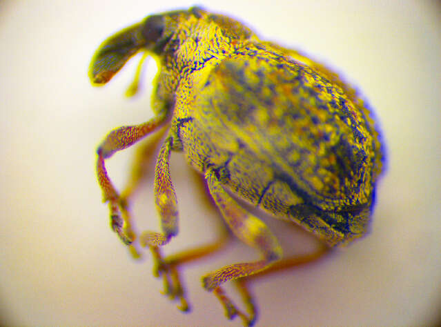 Image of <i>Neophytobius granatus</i>