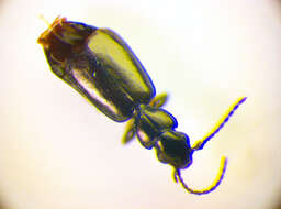 Image of Microlestes maurus (Sturm 1827)