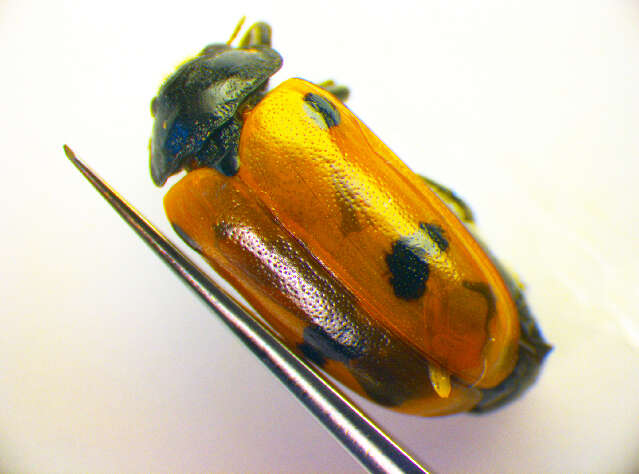 Image of <i>Clytra quadripunctata</i>