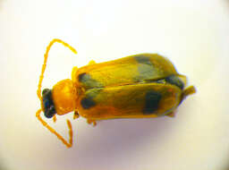Image of <i>Phyllobrotica quadrimaculata</i>