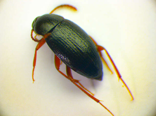 Image of Choleva (Choleva) agilis (Illiger 1798)