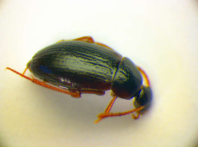 Image of Choleva (Choleva) agilis (Illiger 1798)