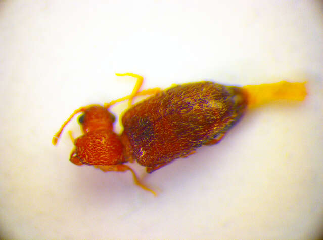 Слика од <i>Micrambe villosus</i>