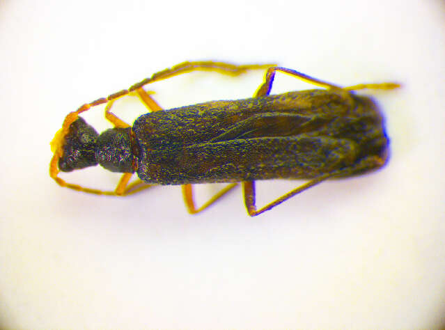 Image of <i>Malthinus frontalis</i>