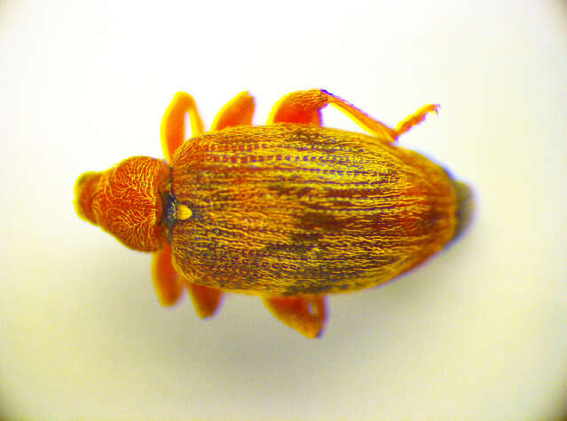 Image of Jumping weevil