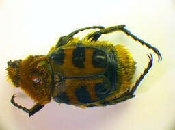 Image of Trichius gallicus zonatus Germar 1831