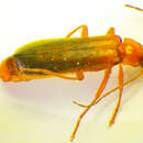 Image of <i>Rhagonycha translucida</i>