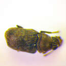 صورة Rhaphitropis marchicus