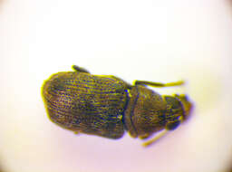 Image of fungus weevils