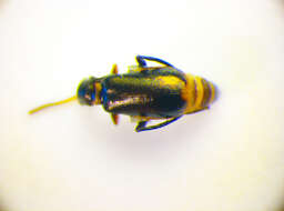 Image of <i>Sphinginus lobatus</i>