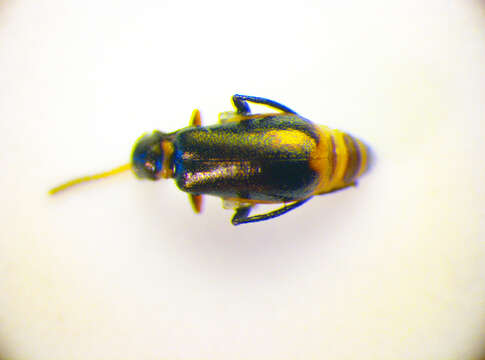 Image de <i>Sphinginus lobatus</i>