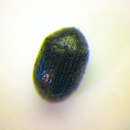 Image of <i>Dorcatoma setosella</i>