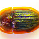 Image of <i>Amphotis marginata</i>