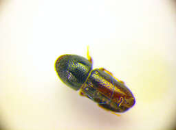 Image of Two-toothed pine beetle