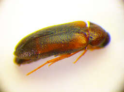 Image of Hallomenus axillaris