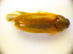 Image of Hallomenus axillaris