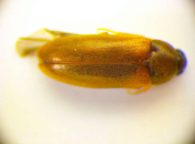 Image of Hallomenus axillaris