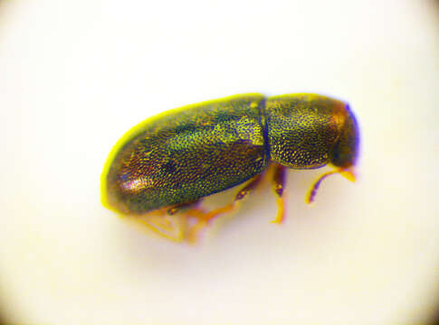 Plancia ëd <i>Orthocis lucasi</i>