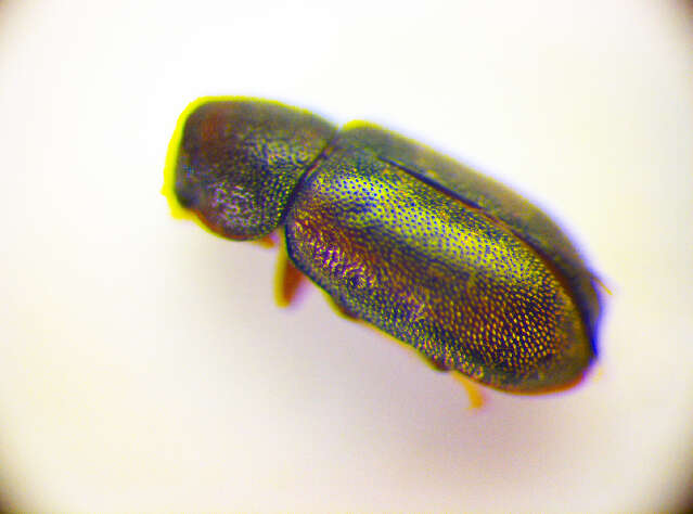 Plancia ëd <i>Orthocis lucasi</i>