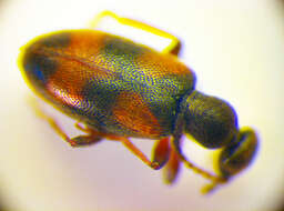 Plancia ëd <i>Anthicus antherinus</i>