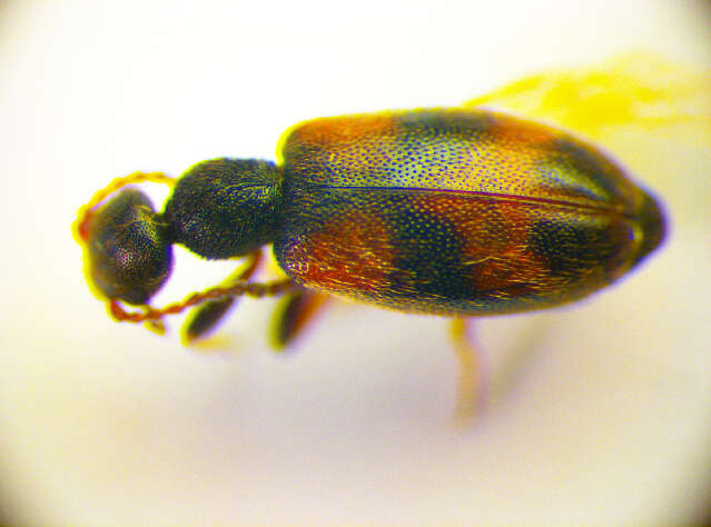 Plancia ëd <i>Anthicus antherinus</i>