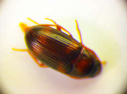 Image of Two-banded Fungus Beetle