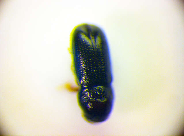 Image of <i>Pityophthorus lichtensteinii</i>