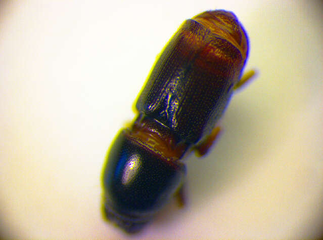 Image of Dutch elm disease beetle