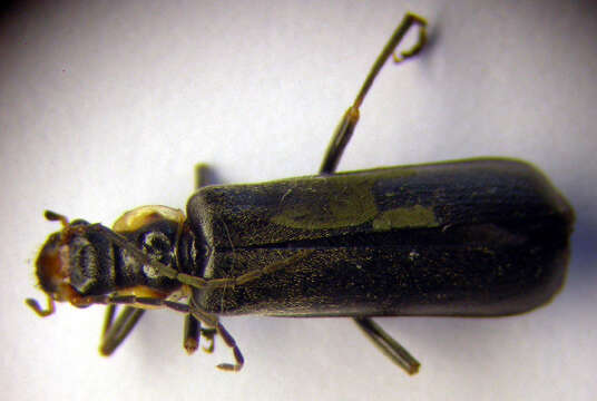 Image of <i>Podabrus alpinus</i>