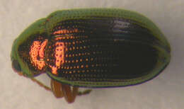 Image of <i>Crepidodera aurea</i>