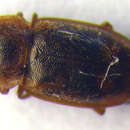 Image of <i>Epuraea distincta</i>