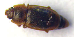 Image of <i>Epuraea distincta</i>