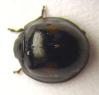 Sivun <i>Chilocorus renipustulatus</i> kuva