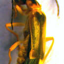 صورة <i>Malthinus punctatus</i>