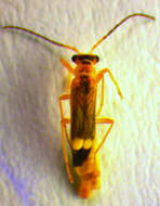 Image of <i>Malthinus seriepunctatus</i>