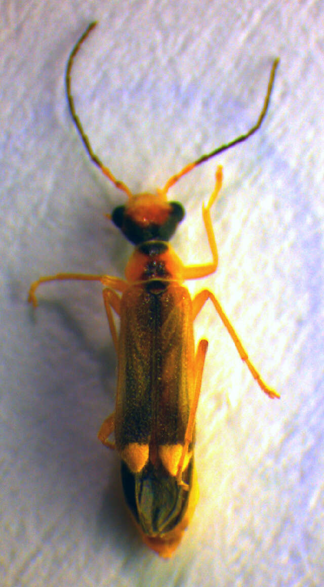 Image of <i>Malthinus seriepunctatus</i>