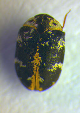 Image of carpet beetle