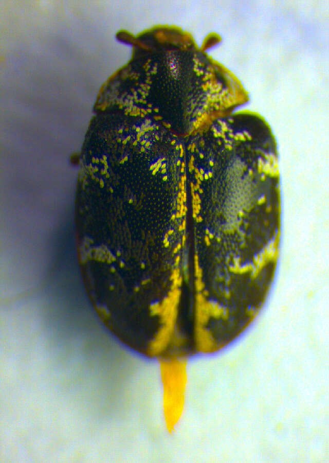 Image of carpet beetle