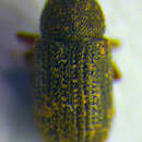 Image of Clover root borer