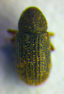 Image of Clover Root Borer