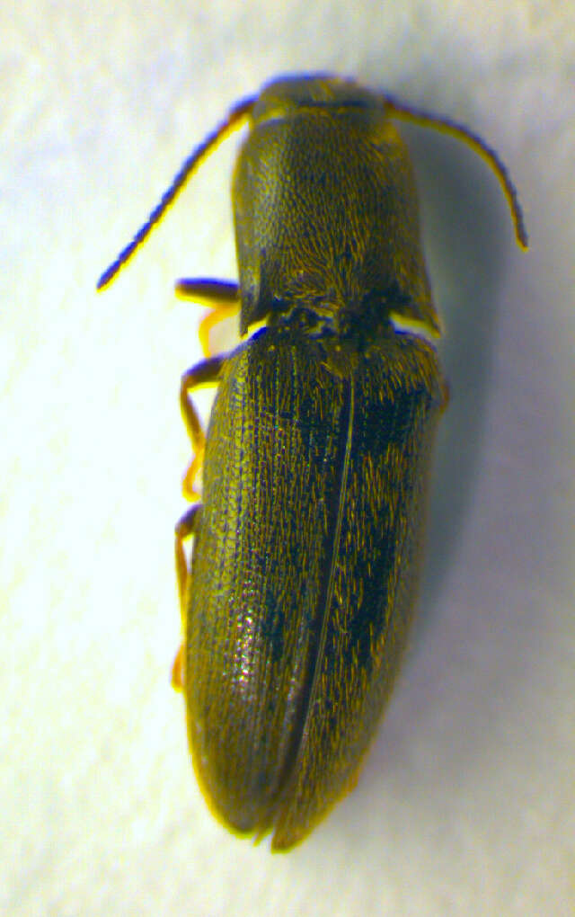 Image of <i>Idolus picipennis</i>