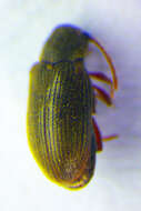 Image of <i>Dryophilus rugicollis</i>