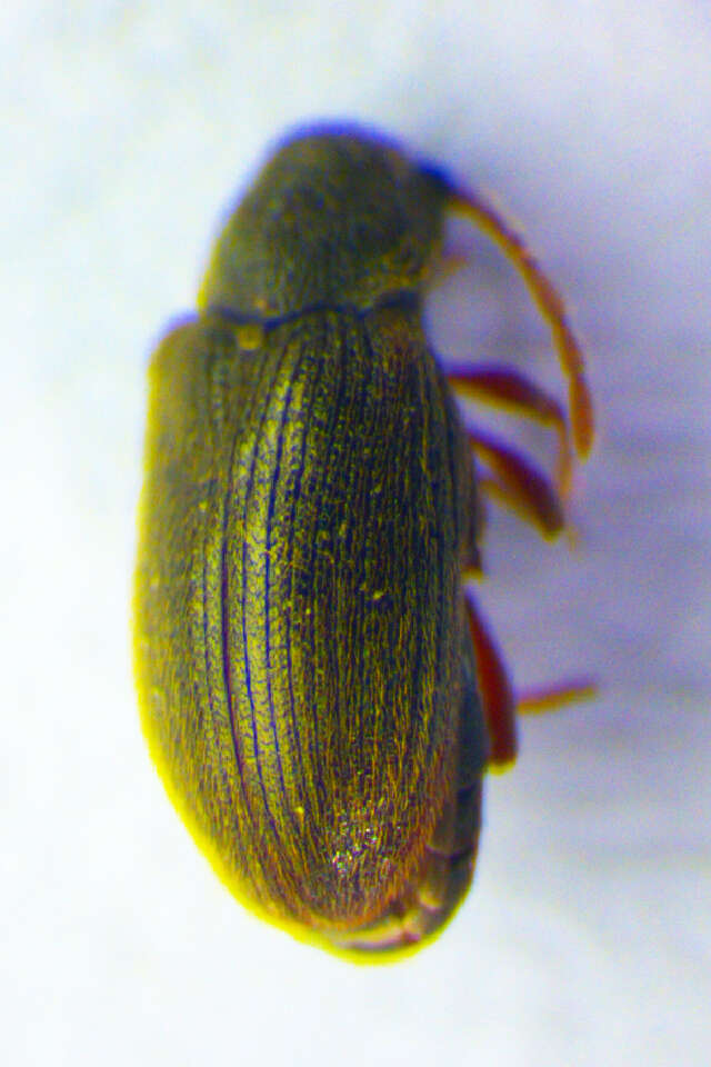 Image of <i>Dryophilus rugicollis</i>